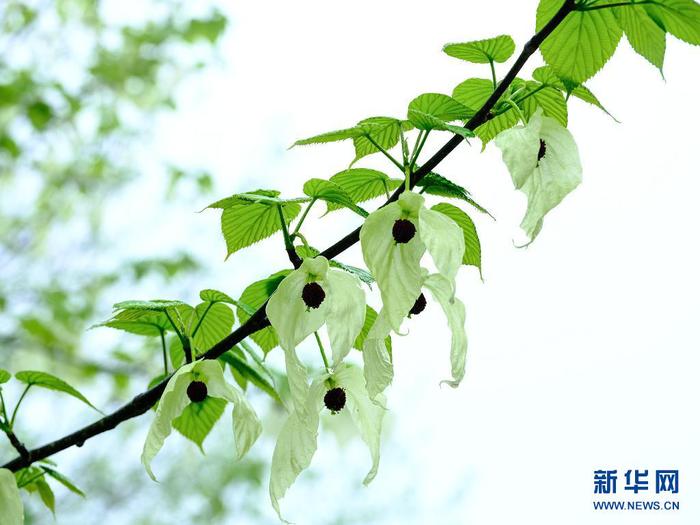 　4月8日在贵州省铜仁市江口县拍摄的珙桐花。