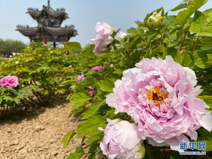 4月8日，山东省菏泽市曹州牡丹园内的牡丹花竞相盛放（手机照片）。