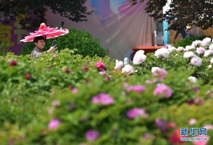 4月8日，一名手持“花伞”的游客在园内拍摄牡丹花。