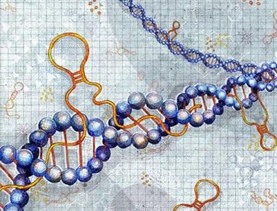 RNA调控遗传信息新通路现身