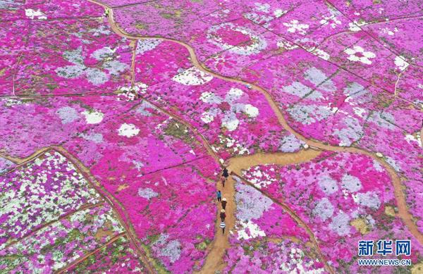 4月18日拍摄的迁西县大黑汀水库东岸的芝樱花（无人机照片）。1