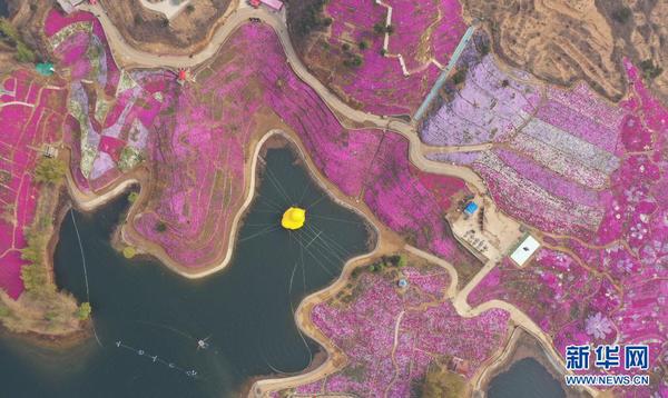 4月18日拍摄的迁西县大黑汀水库东岸的芝樱花（无人机照片）。2