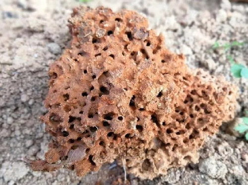 2图为红火蚁蚁丘内部的蜂巢状结构（图源：新华网）.webp