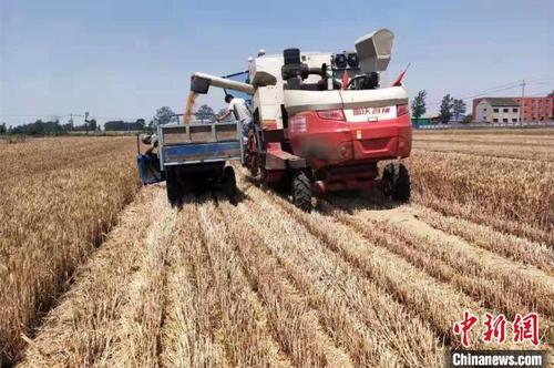 图为6月6日，河南滑县，小麦收割后直接脱粒进入农户的三轮车。　韩章云 摄