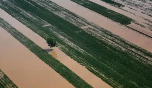 河南雨灾之后农业生产如何补救？政协委员及时“开方”