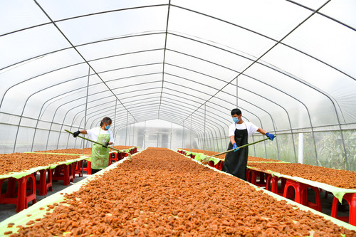 （经济）（3）贵州龙里：小刺梨做成大产业(511322)-20210820075657