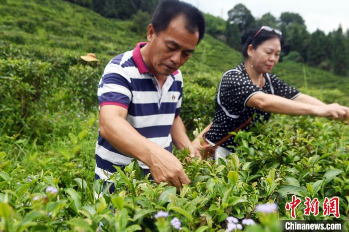 台湾“茶痴”广西寻种茶宝地 倾力打造千亩理想茶园
