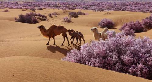 骆驼穿行于蒙古扁桃之间。罗海龙摄(532337)-20210902091928