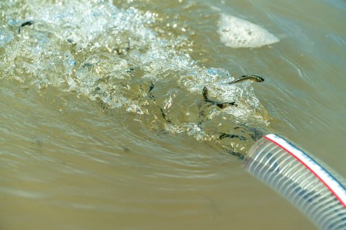 圆口铜鱼苗种从虹吸管游入赤水河。(562355)-20210916091026