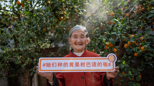因黄果柑出名的“网红”村民宋文秀奶奶在田间发布会为黄果柑宣传。