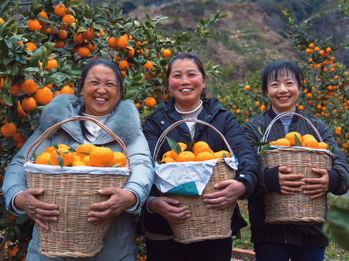 黄果柑的女性种植者们