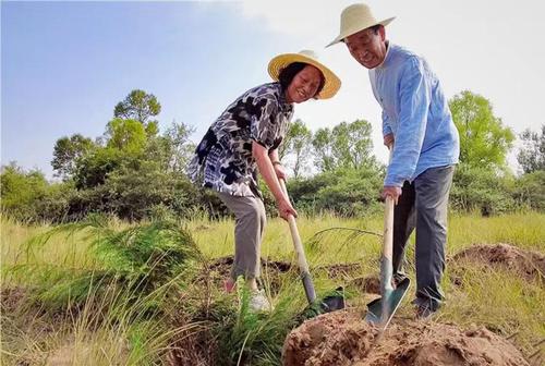 去年8月，张连印与王秀兰在北梁山坡上栽下500棵沙地柏，纪念他们结婚50周年。（受访者供图）1