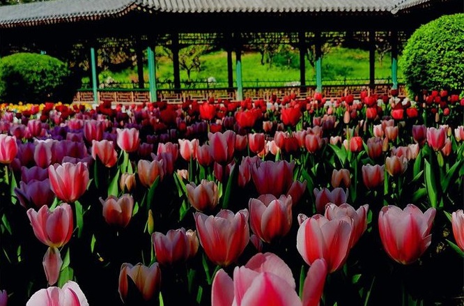 用手机拍出来的北京中山公园郁金香