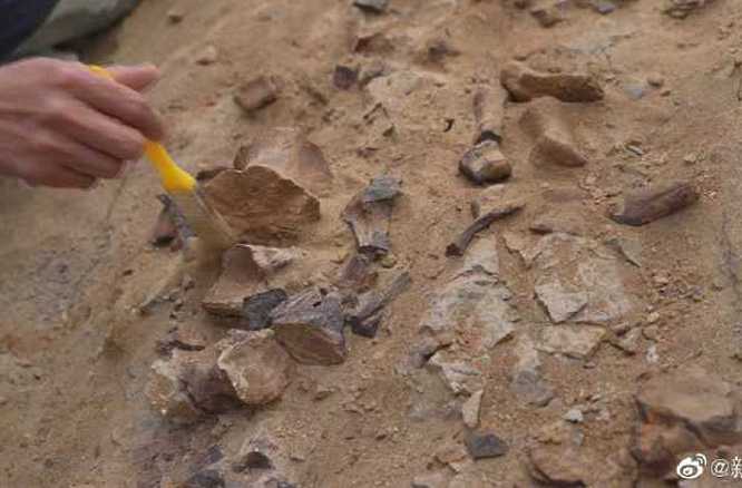 内蒙古发现约1.25亿年前恐龙化石