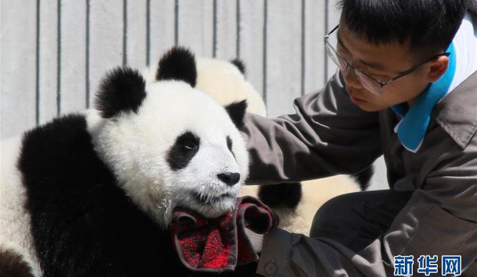 香港回归祖国25周年·特稿丨大熊猫牵起的川港情缘