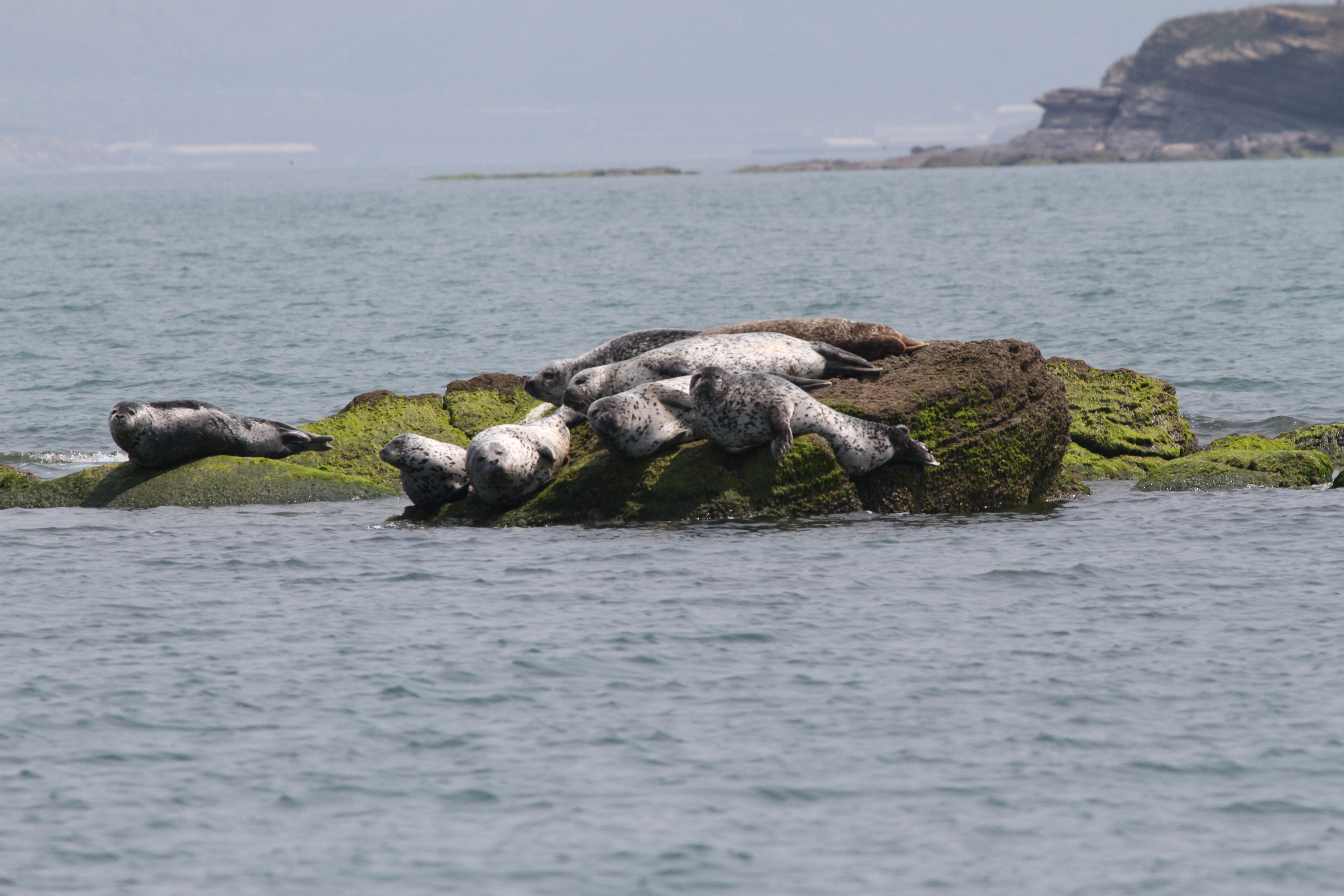 辽东湾：斑海豹的“安乐窝”