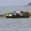辽东湾：斑海豹的“安乐窝”