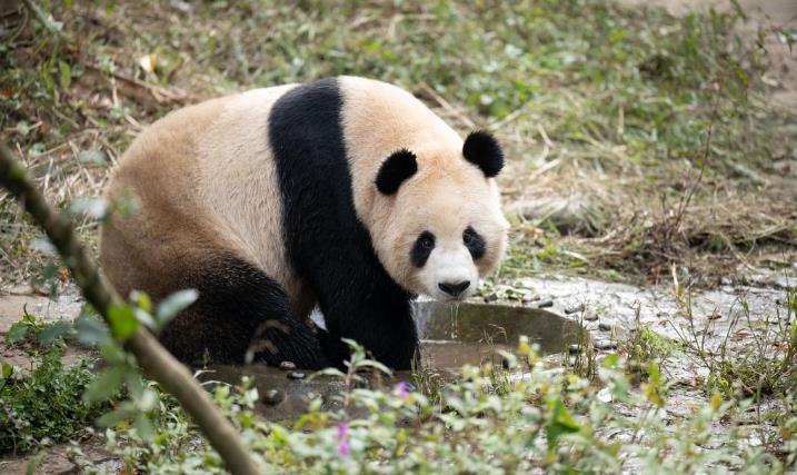 大熊猫“四海”“京京”启程前往卡塔尔