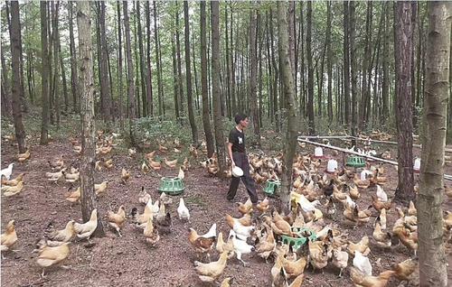 湖南省邵阳县保和村养殖户唐泽民正在喂养保和鸡