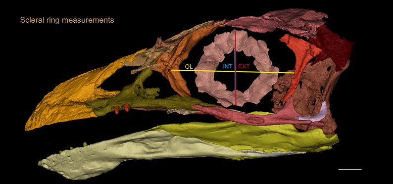 研究发现：热河鸟的脑部形态更接近始祖鸟