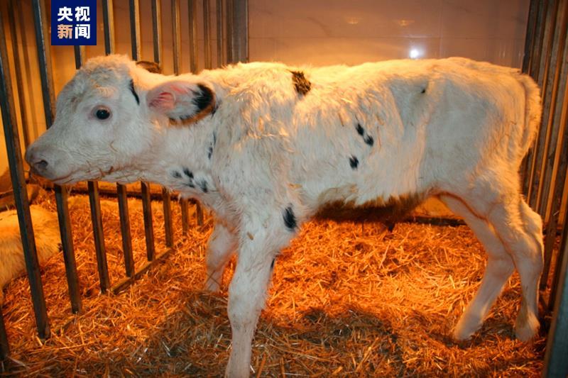 克隆技术在奶牛良种繁育领域取得新突破