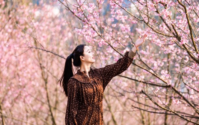 江西明月山：樱花开 春色好