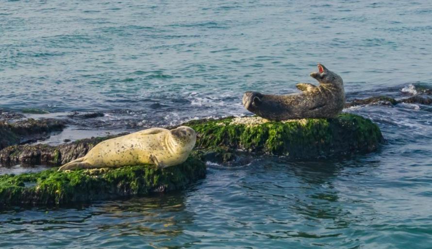 山东烟台：斑海豹现身长岛海域