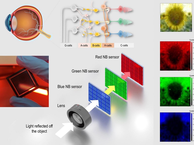 仿人眼传感器捕获生动图像