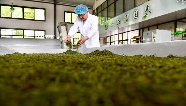 山东五莲：发展茶产业助推乡村振兴