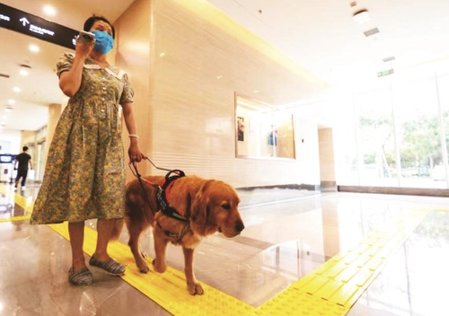 导盲犬帮助视障者走出家门