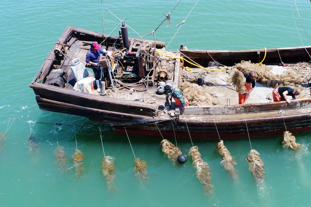 渤海渔民 上岸生“金”