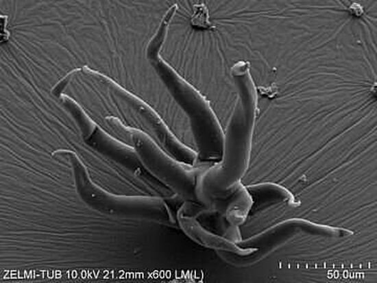 15亿年前立体保存的微生物现身