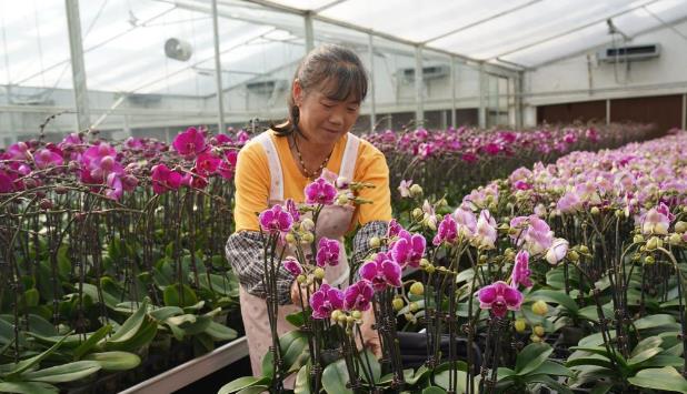 云南开远：发展花卉产业促振兴