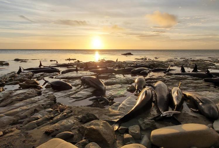 一群伪虎鲸搁浅新西兰海岸后死亡