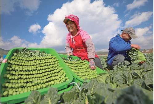 云南省陆良县：打造蔬菜产业示范县