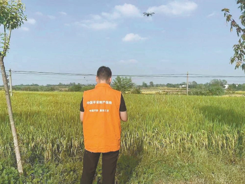2023年8月平安产险河南信阳使用无人机进行水稻长势检测