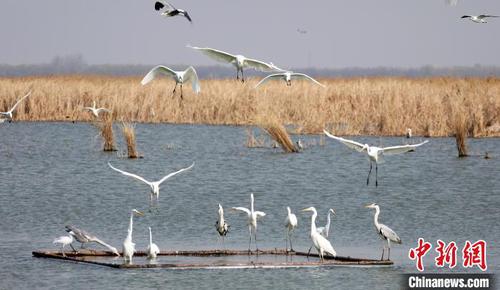 3月21日，鸟类飞落在春季的衡水湖上。陈康 摄