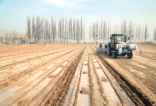  Cotton planting in Awati County, Xinjiang