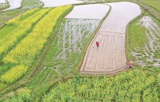  Daoxian County, Hunan Province: ploughing paddy fields for spring ploughing