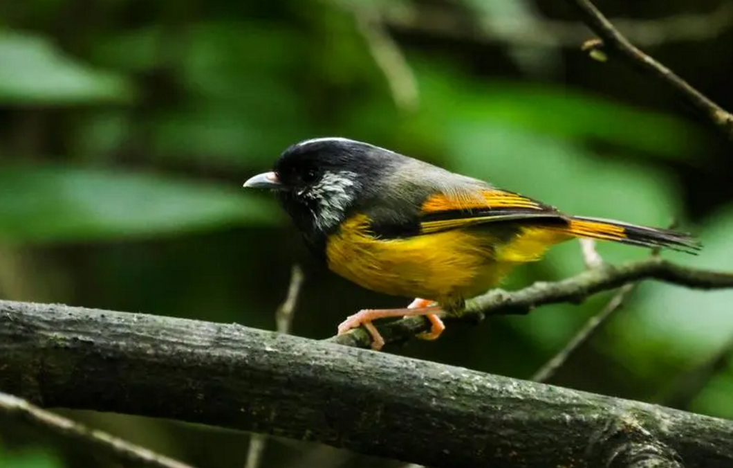 广西：发布鸟类司法保护典型案例