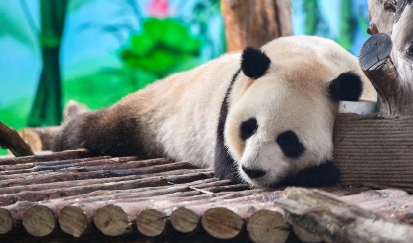 兰州野生动物园熊猫馆正式开馆