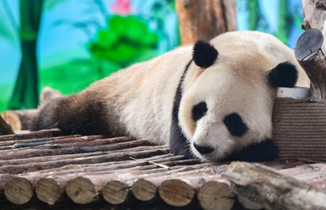 兰州野生动物园熊猫馆正式开馆