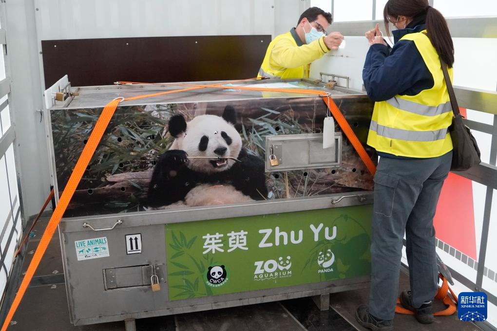 大熊猫“金喜”和“茱萸”乘专机抵达西班牙