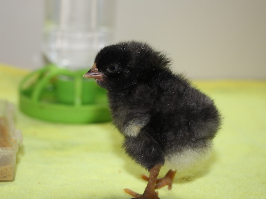 中国首例通过冷冻卵巢组织活体复原技术孵化的雏鸡诞生