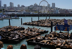 美国旧金山39号码头海狮数量激增