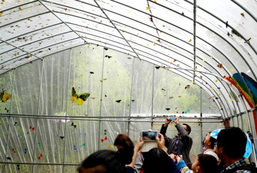 4月27日，游客在“蝴蝶谷”拍摄蝴蝶。