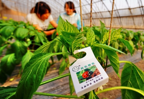 北京延庆县的蔬菜种植专业合作社的农民在应用天敌昆虫技术的大棚内工作（5月2日摄）。