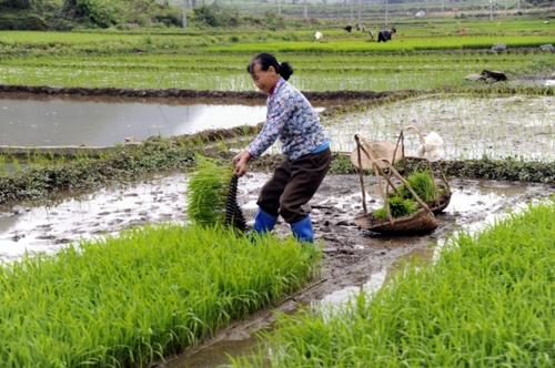 5月5日，广西罗城县四把镇新印村村民在起秧苗，准备插田。