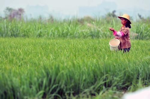 5月5日，海口市石山镇文风村农民给扬花抽穗的水稻施肥。