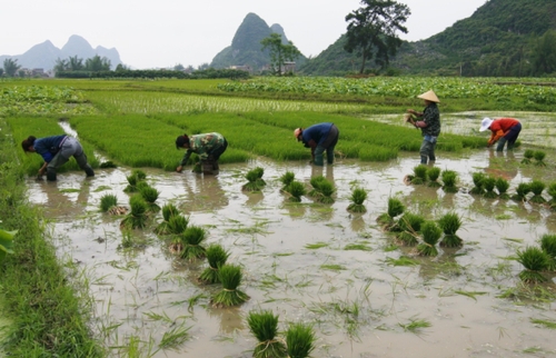5月5日，在广西柳城县大埔镇三塘村保门屯，当地农民正在水田里劳作。